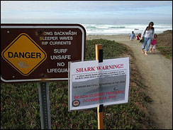 Shark attack in Northern CA | Swaylocks